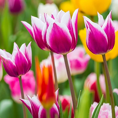 les tulipes